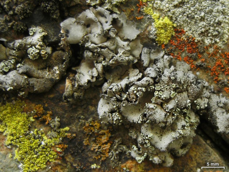 Lecanora thallophila