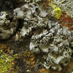 Lecanora thallophila