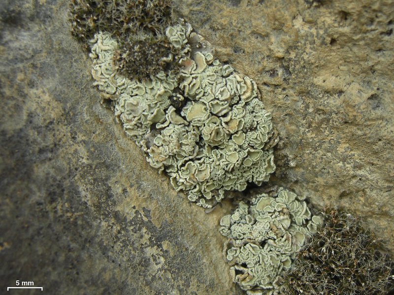 Lecanora thallophila