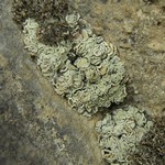 Lecanora thallophila
