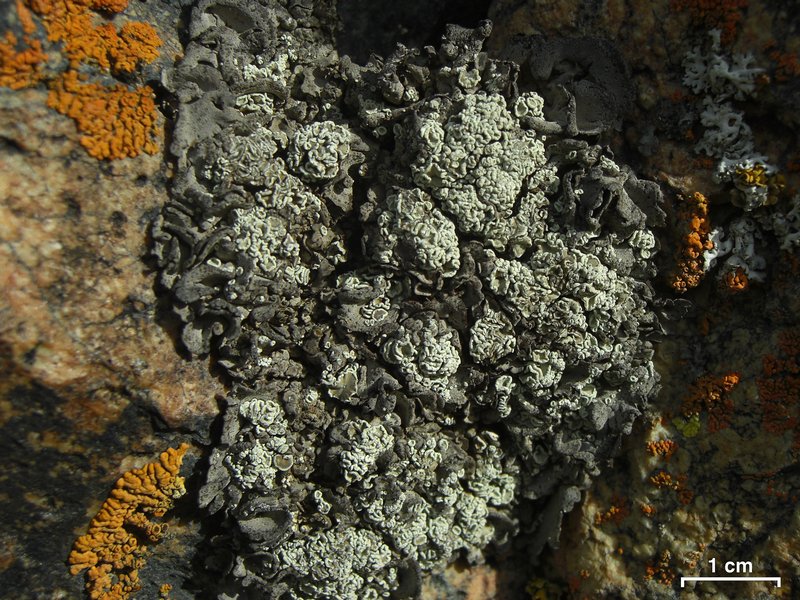 Lecanora thallophila