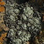 Lecanora thallophila