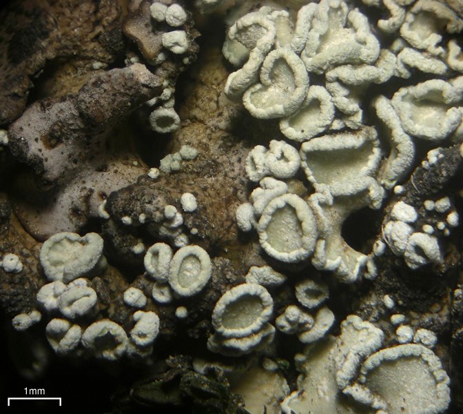 Lecanora thallophila