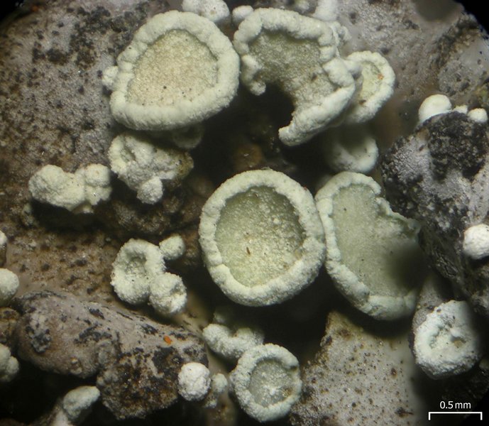 Lecanora thallophila