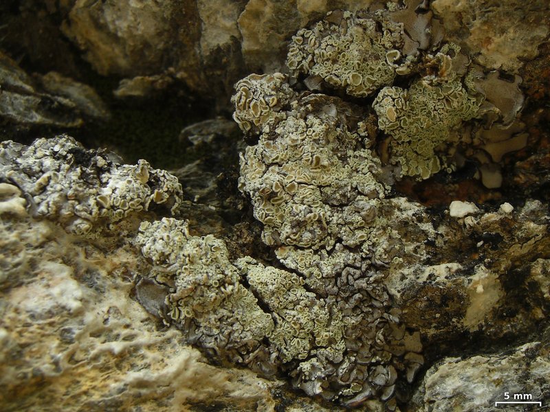 Lecanora thallophila