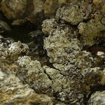 Lecanora thallophila