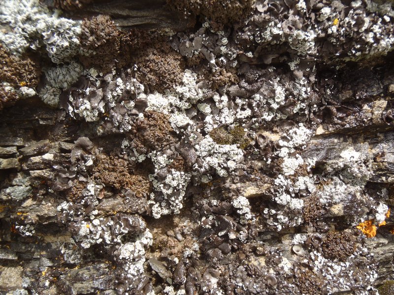 Lecanora thallophila