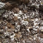 Lecanora thallophila
