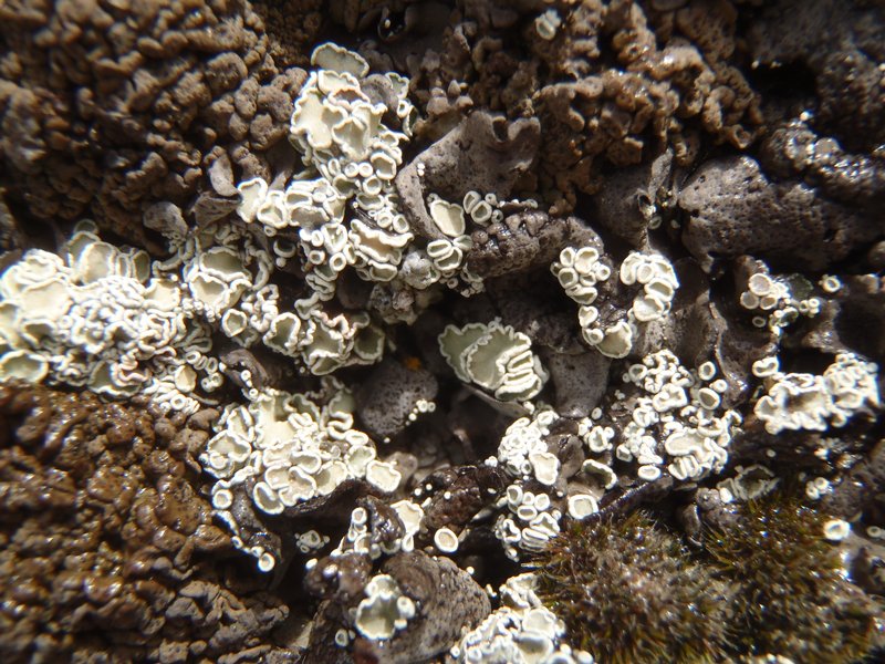 Lecanora thallophila