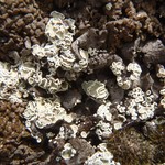Lecanora thallophila