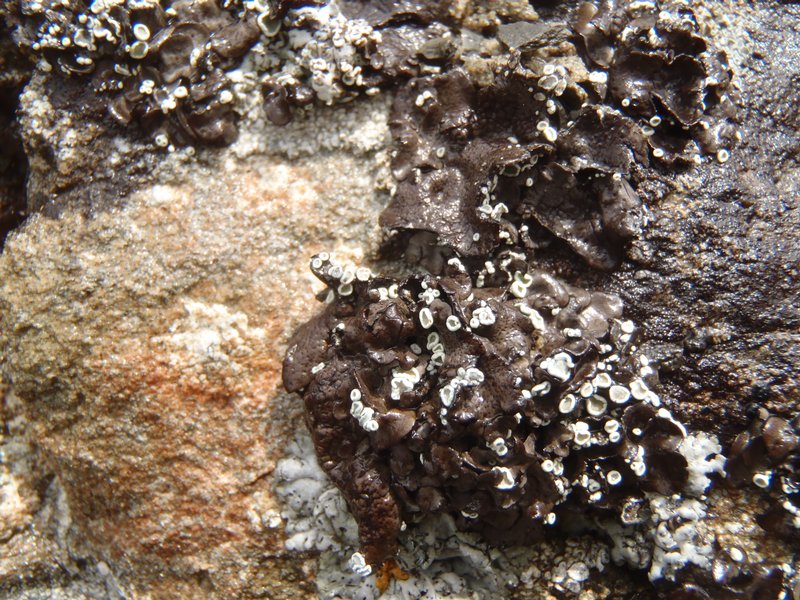 Lecanora thallophila