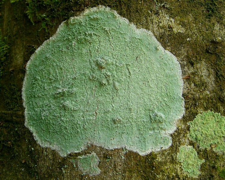 Lecanora thysanophora