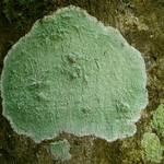 Lecanora thysanophora