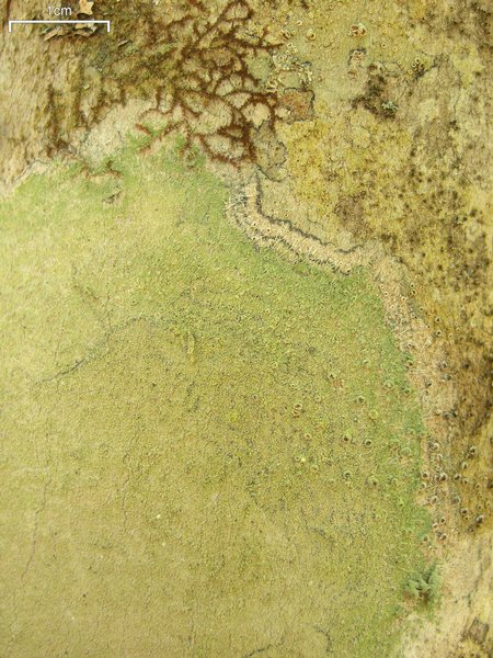 Lecanora thysanophora