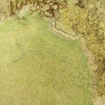 Lecanora thysanophora