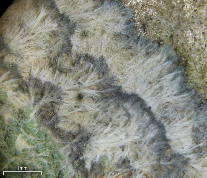 Lecanora thysanophora