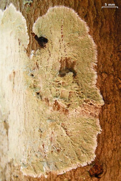 Lecanora thysanophora