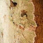 Lecanora thysanophora