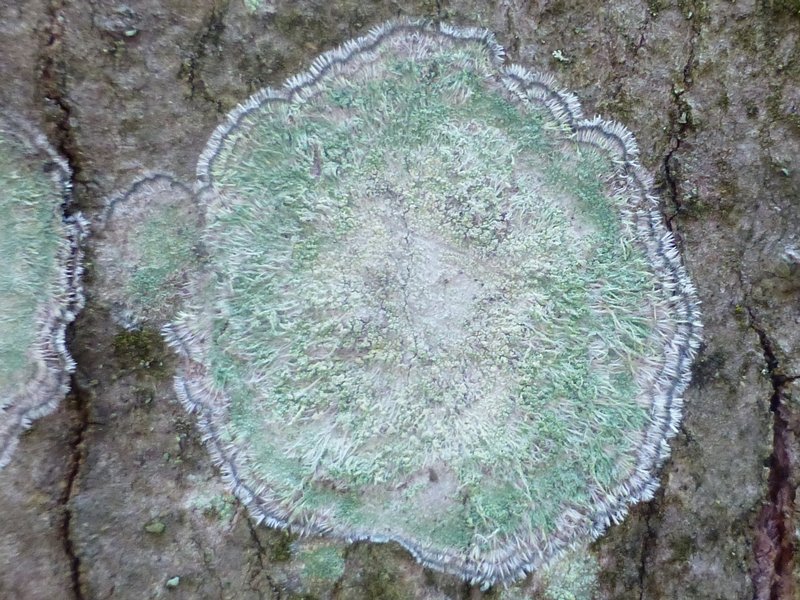 Lecanora thysanophora