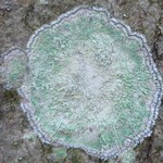 Lecanora thysanophora