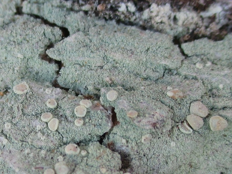 Lecanora thysanophora