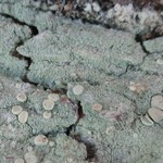 Lecanora thysanophora