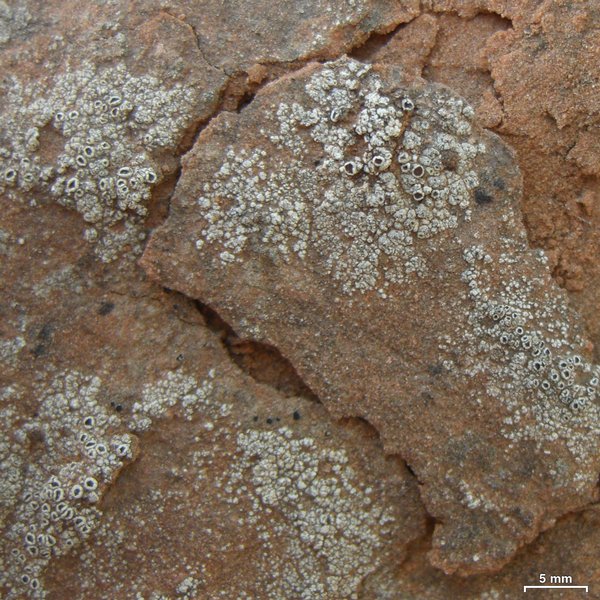 Lecanora peltastictoides