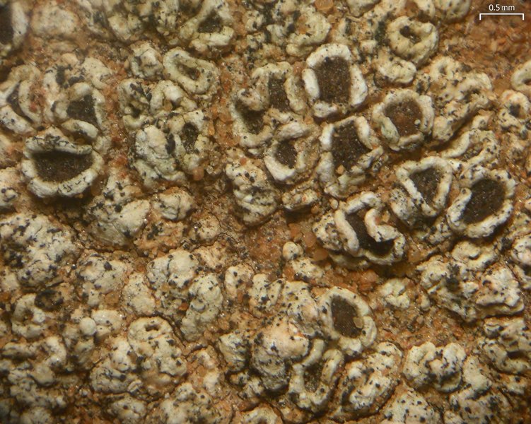 Lecanora peltastictoides