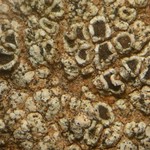 Lecanora peltastictoides