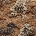 Lecanora valesiaca