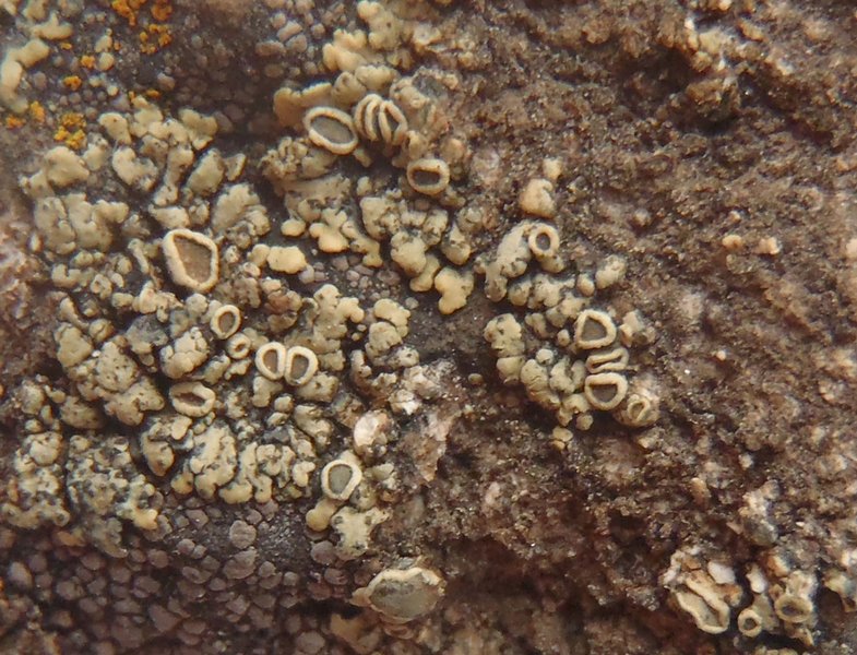 Lecanora weberi