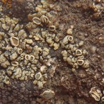 Lecanora weberi