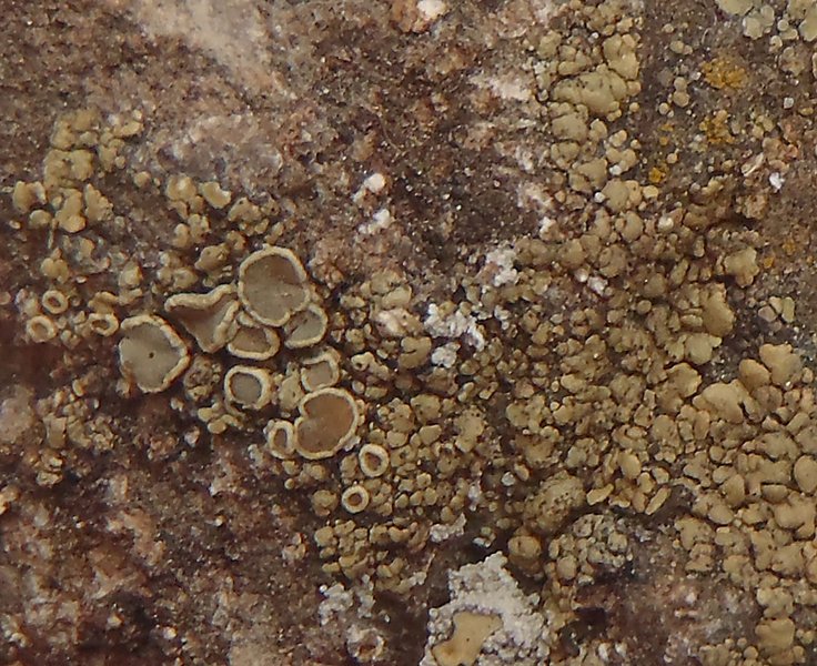 Lecanora weberi