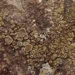 Lecanora weberi