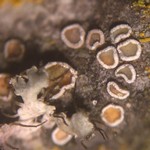 Lecanora wetmorei