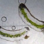 Lecanora wetmorei