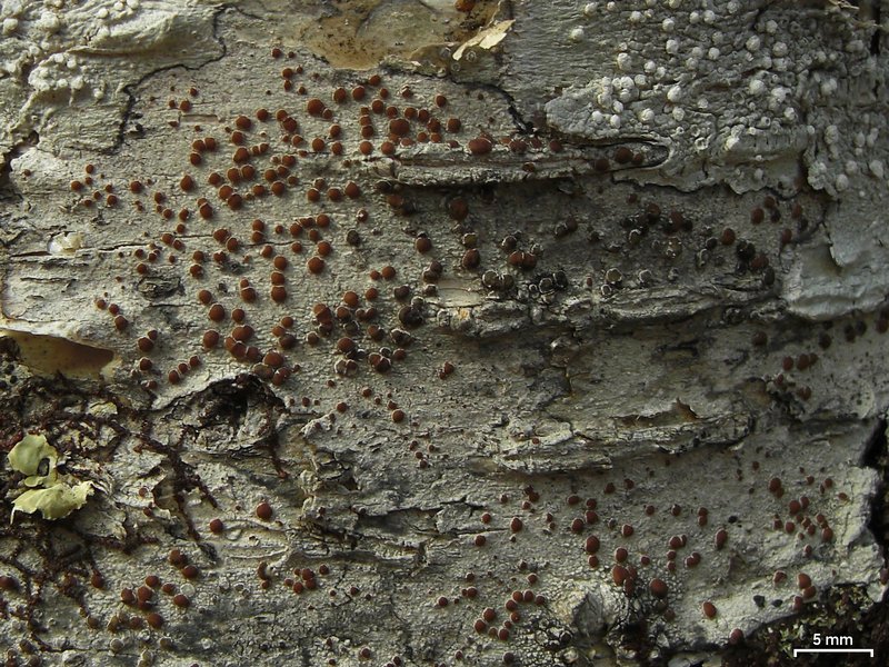 Lecanora wisconsinensis