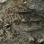Lecanora wisconsinensis