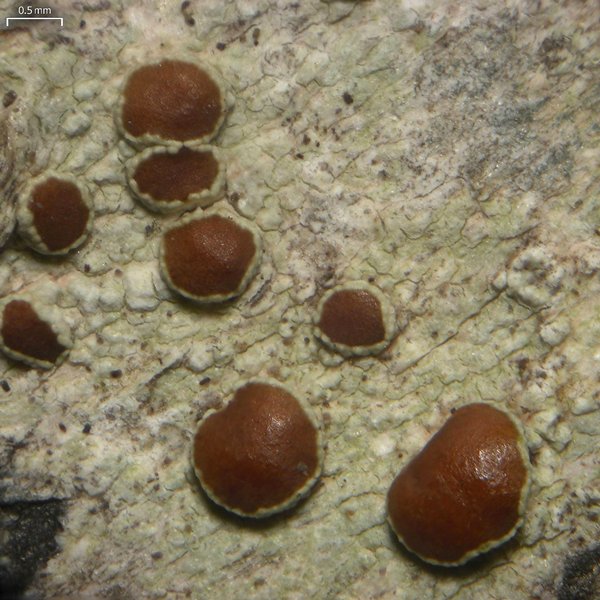 Lecanora wisconsinensis