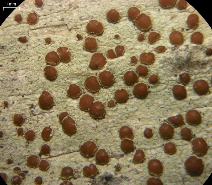 Lecanora wisconsinensis