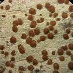 Lecanora wisconsinensis