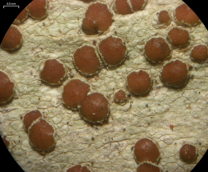 Lecanora wisconsinensis