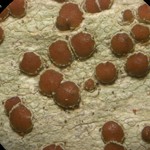Lecanora wisconsinensis