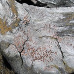 Lecanora xylophila