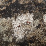 Lecanora xylophila