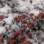 Lecanora xylophila