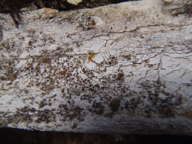 Lecanora zosterae var. zosterae