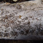Lecanora zosterae var. zosterae
