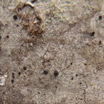 Lecidea albofuscescens