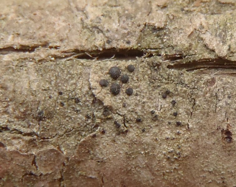 Lecidea albofuscescens